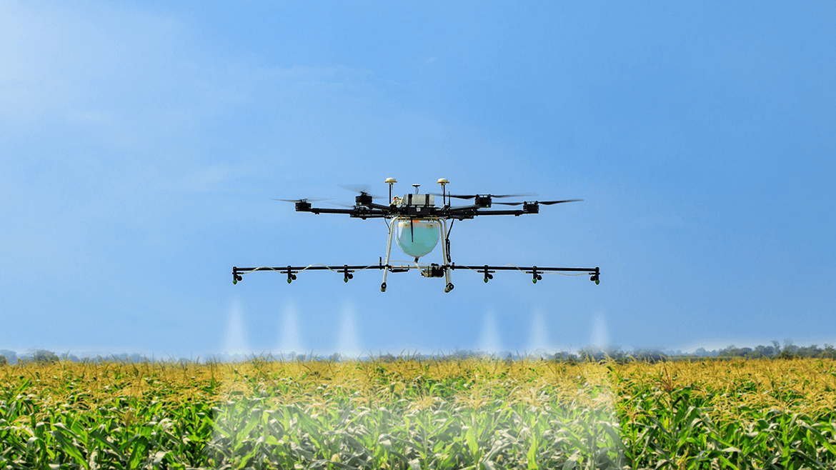 Nawozy dolistne - dron pryskający pole kukurydzy nawozami dolistnymi)