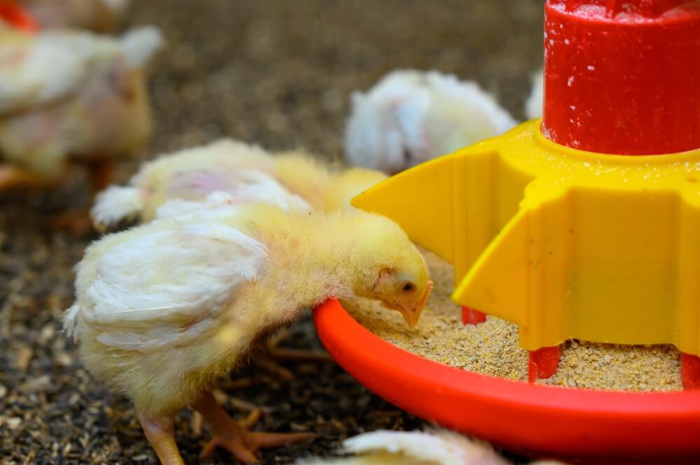 kurczak jedzący paszę z dodatkiem koncentratu dla drobiu
